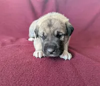 Stella, a female Anatolian Shepherd Dog for sale in Walnut Grove, MO – 3 of 6