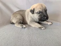 Loki, a male Anatolian Shepherd Dog for sale in Walnut Grove, MO – 8 of 8