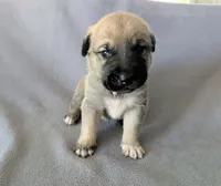 Loki, a male Anatolian Shepherd Dog for sale in Walnut Grove, MO – 4 of 8