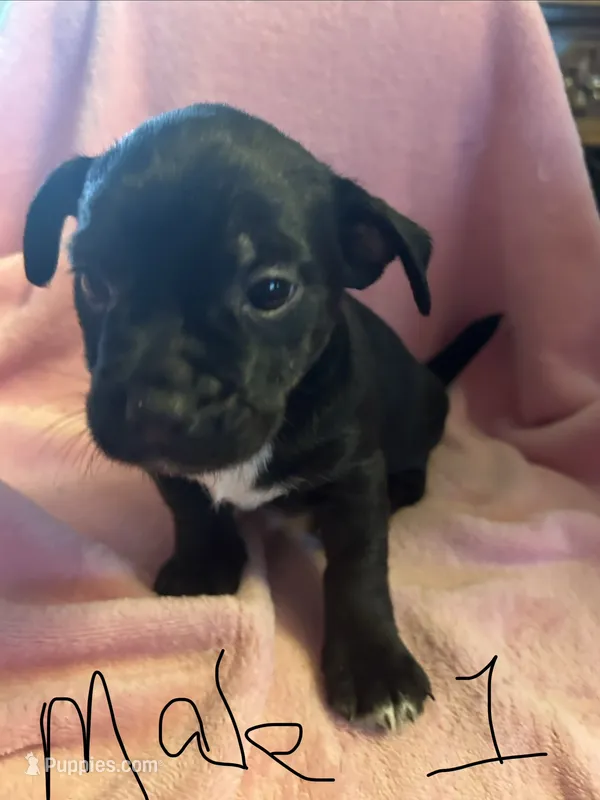No name yet  – Chorkie puppy for sale in Enon Valley, PA