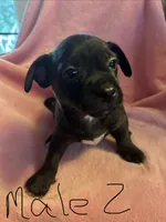 No name yet , a male Chorkie for sale in Enon Valley, PA – 2 of 2