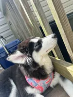 Marcie , a female Siberian Husky for sale in Charlottesville, VA – 2 of 3