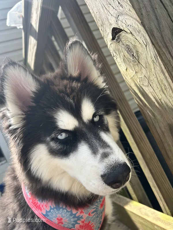 Marcie  – Siberian Husky puppy for sale in Charlottesville, VA