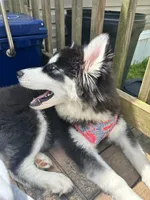 Marcie , a female Siberian Husky for sale in Charlottesville, VA – 3 of 3