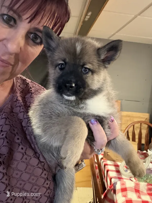 Nala – Pomsky puppy for sale in New Bedford, MA