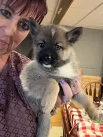 Nala, a female Pomsky for sale in New Bedford, MA – 1 of 2