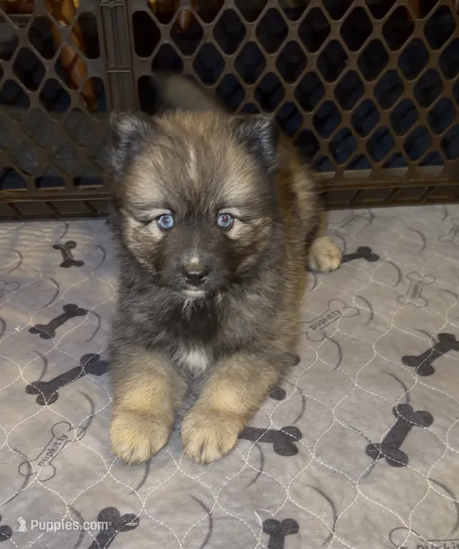 Mufasa – Pomsky puppy for sale in New Bedford, MA