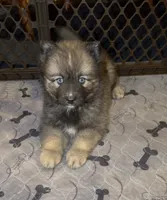Mufasa, a male Pomsky for sale in New Bedford, MA – 1 of 2