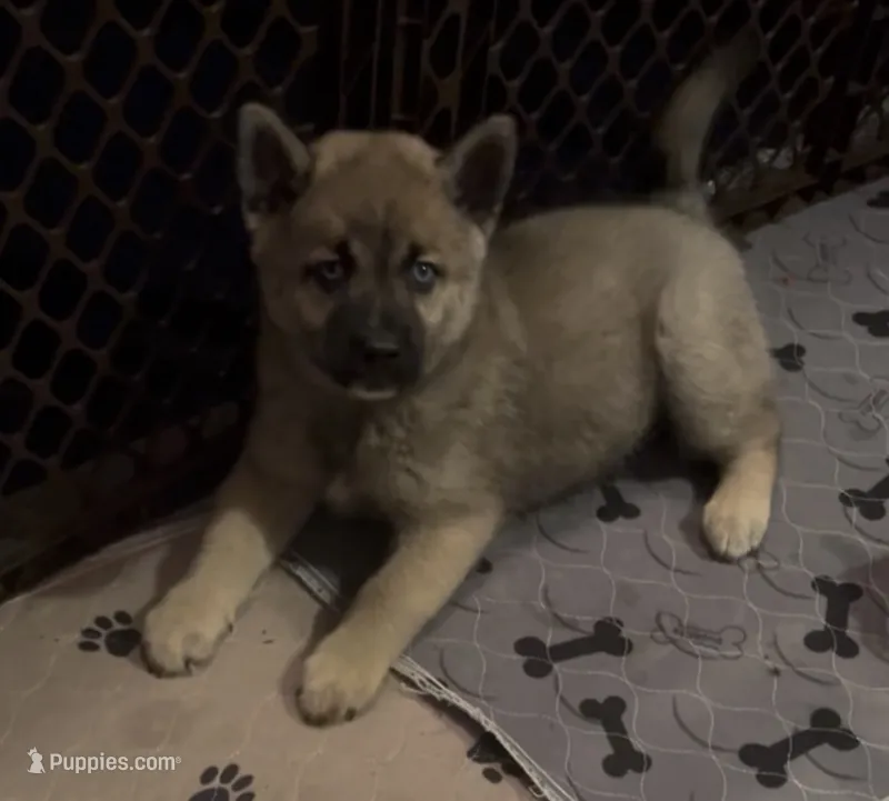 Simba – Pomsky puppy for sale in New Bedford, MA