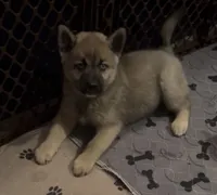 Simba, a male Pomsky for sale in New Bedford, MA – 1 of 2