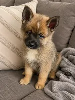 Nala, a female Pomsky for sale in New Bedford, MA – 2 of 2