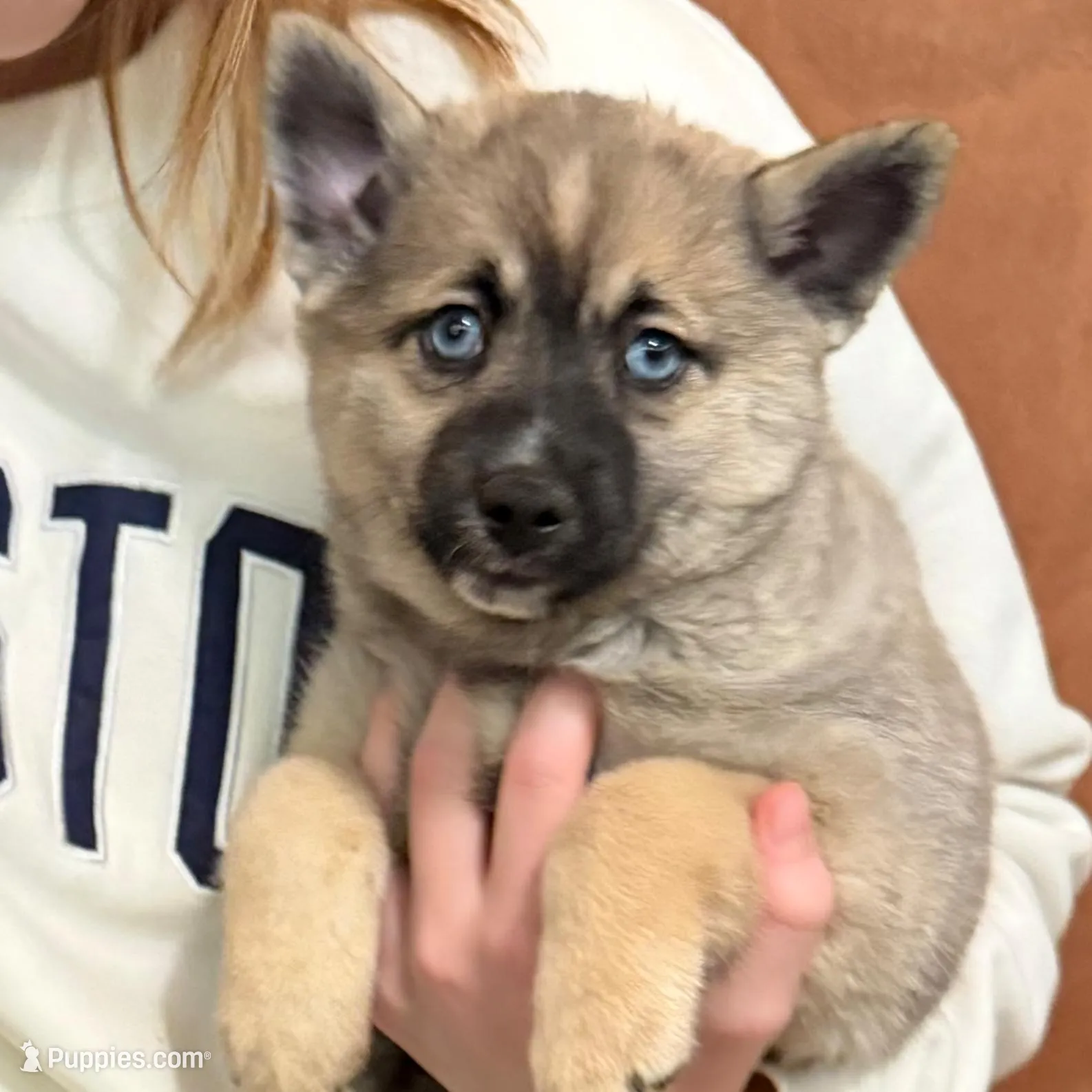 Gretel, a female Pomsky for sale in New Bedford, MA – Photo 2 of 2