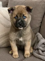 Simba, a male Pomsky for sale in New Bedford, MA – 2 of 2