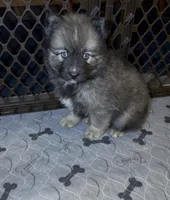 Mufasa, a male Pomsky for sale in New Bedford, MA – 2 of 2