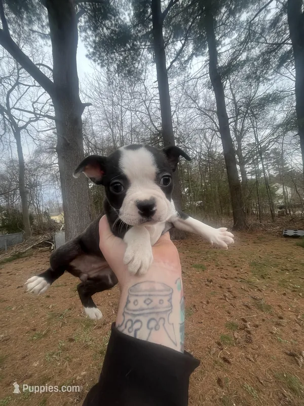 Loretta – Boston Terrier puppy for sale in Coventry, RI