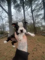 Loretta, a female Boston Terrier for sale in Coventry, RI – Photo 1 of 2
