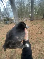 Loretta, a female Boston Terrier for sale in Coventry, RI – Photo 2 of 2