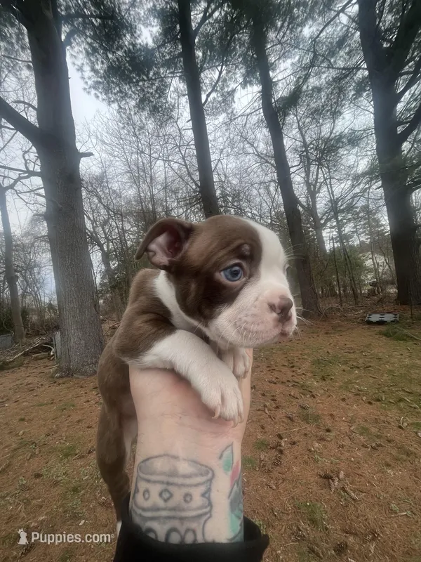 Merle – Boston Terrier puppy for sale in Coventry, RI