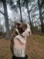 Merle, a male Boston Terrier for sale in Coventry, RI – Photo 1 of 2
