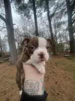 Merle, a male Boston Terrier for sale in Coventry, RI – Photo 2 of 2