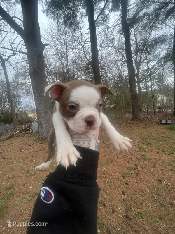 Waylon – Boston Terrier puppy for sale in Coventry, RI