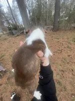 Waylon, a male Boston Terrier for sale in Coventry, RI – Photo 2 of 2