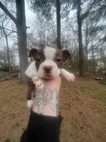 Hank, a male Boston Terrier for sale in Coventry, RI – Photo 2 of 2