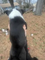 June Carter, a female Boston Terrier for sale in Coventry, RI – Photo 2 of 2