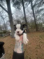 June Carter, a female Boston Terrier for sale in Coventry, RI – Photo 1 of 2