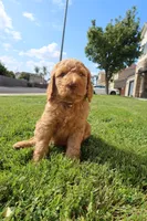 Simba, a male Goldendoodle for sale in Clovis, CA – 5 of 6