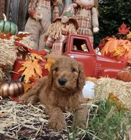 BamBam, a male Goldendoodle for sale in Clovis, CA – 3 of 6