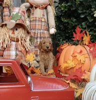 BamBam, a male Goldendoodle for sale in Clovis, CA – 2 of 6
