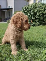 Cougar, a male Goldendoodle for sale in Clovis, CA – 6 of 6