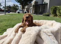BamBam, a male Goldendoodle for sale in Clovis, CA – 5 of 6