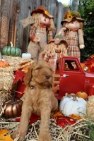 Simba, a male Goldendoodle for sale in Clovis, CA – 2 of 6