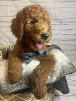Whiskey, a male Goldendoodle for sale in Clovis, CA – 3 of 10