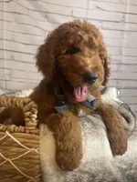 Whiskey, a male Goldendoodle for sale in Clovis, CA – 8 of 10