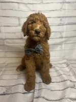 Whiskey, a male Goldendoodle for sale in Clovis, CA – 2 of 10