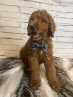 Whiskey, a male Goldendoodle for sale in Clovis, CA – 7 of 10