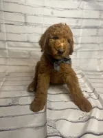 Whiskey, a male Goldendoodle for sale in Clovis, CA – 6 of 10