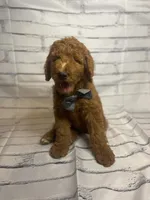 Whiskey, a male Goldendoodle for sale in Clovis, CA – 4 of 10