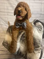 Whiskey, a male Goldendoodle for sale in Clovis, CA – 1 of 10