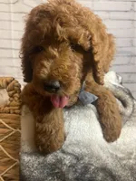 Whiskey, a male Goldendoodle for sale in Clovis, CA – 10 of 10