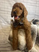Whiskey, a male Goldendoodle for sale in Clovis, CA – 9 of 10