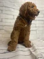 Whiskey, a male Goldendoodle for sale in Clovis, CA – 5 of 10