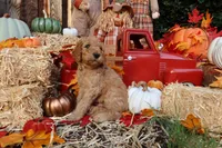 Cougar, a male Goldendoodle for sale in Clovis, CA – 2 of 6