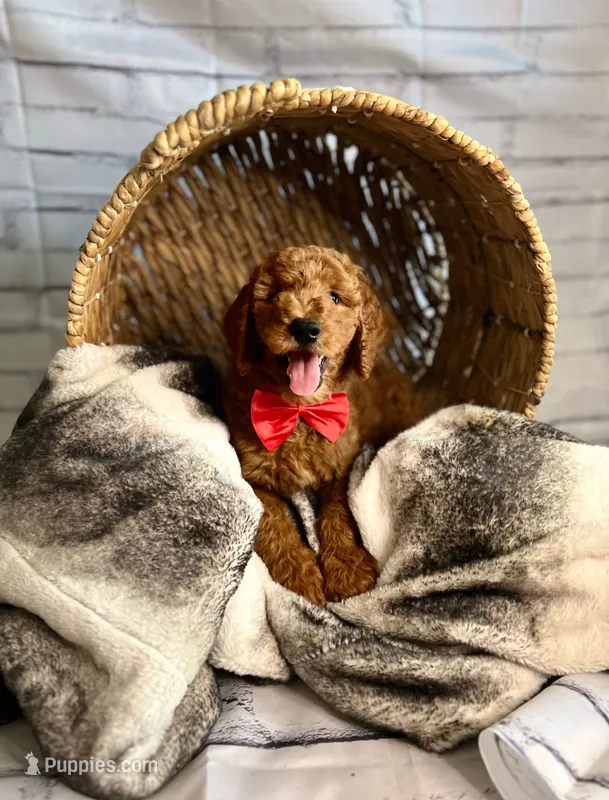 Solider – Goldendoodle puppy for sale in Clovis, CA