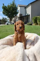 Her, a male Goldendoodle for sale in Clovis, CA – 5 of 6