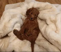 Her, a male Goldendoodle for sale in Clovis, CA – 4 of 6