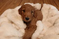 BamBam, a male Goldendoodle for sale in Clovis, CA – 4 of 6